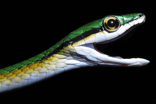 Photos: Top new species from 2025