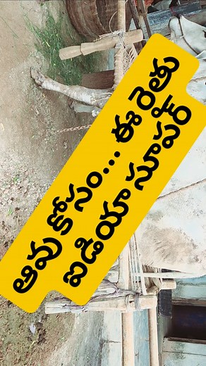 DR G RAMBABU @Rachha on Instagram: "తన ఆవు మీద ప్రేమ"