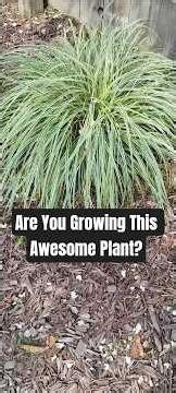 Three For Thursday: Carex #landscaping #fyp #shorts