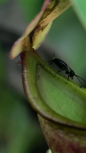 9.6K views · 245 reactions | Pitcher Plants  vs Insects  #AntsCanada #ACfamily #antloveforever | AntsCanada | Facebook