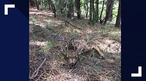 Yet another fawn orphaned after people wouldn't leave it alone (CPW saved it)