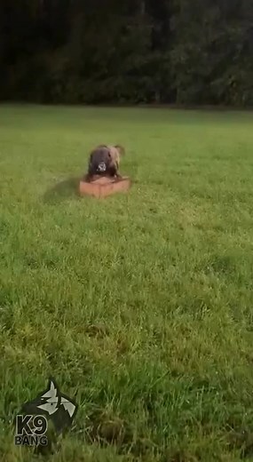 18K views · 833 reactions | MALINOIS KNPV #K9 #TRANING #BOX #X #DUTCH #POLICEDOG #KNPV #MALINOIS #HARDWORK #K9BANG #DOG #POWER #BEAUTIFUL #EXTREME #87 | K9 BANG | Facebook