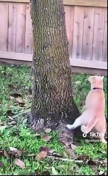 Cat VS Squirrel