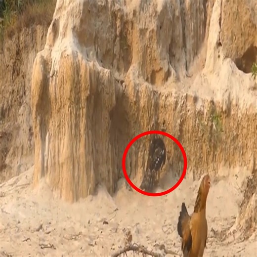 The brave mother hen protects her chicks from the eagle's attack | King Snake