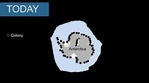 Emperor penguins could soon be extinct. Here’s what that means for other species