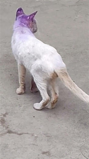 cat got painted on its head and paint may have a chance to kill it and its fur on the head is maybe