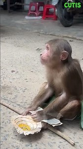 CUTIS begs for help from strangers 😓#cutis #monkey #shortvideo