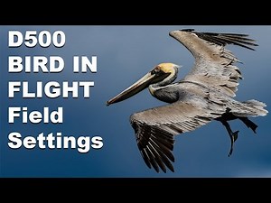 Nikon D500 Birds in Flight Field Usage and Settings