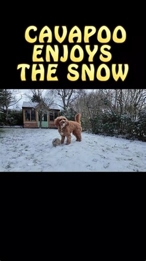 Cavapoo Enjoys The Snow#snowdog #cavapoo #snow #cavapooinsnow