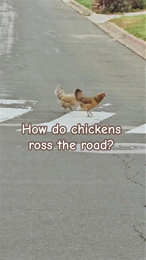 Chickens Using the Crosswalk 😂 | Funny Animal Moment” #nature #backyardchickens