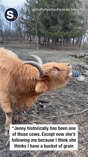 1.7M views · 18K reactions | An Illinois farmer experienced cow-munication breakdown recently as he tried to explain to one of his cattle that the bucket he was carrying was empty and not full of treats! | storyful | Facebook