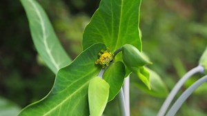 Euphorbia Lathyris - Euphorbe épurge