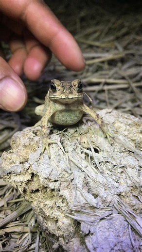 Show funny skills and catch Toad Bull / Funny Tiny frogs jump #shortvideo