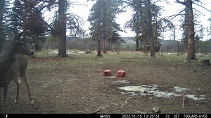 78K views · 2.8K reactions | Watch this Whitetail Buck as he prepares for battle to protect his Doe's honour. | Help Alberta Wildies Society | Facebook