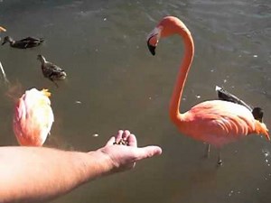 Vicious Flamingo Attack