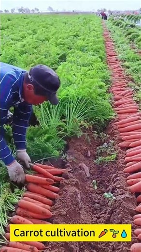 Carrot cultivation 🥕🌱💧