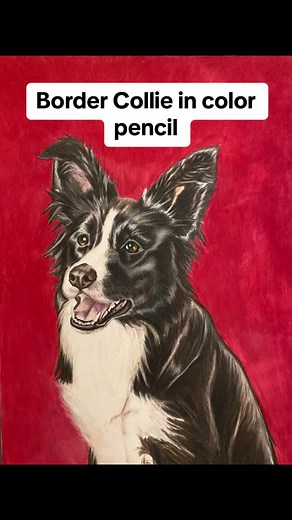 Check out my color pencil drawing of this cute border collie ❤️❤️❤️💕 #colorpencildrawing #colorpencilartists #drawing #colorpencilart #dogart