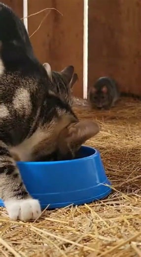 What Happens When Rat Steals Cat Food 😻😱 #Cats #Shocking #Viral #CaughtOnCamera #shorts