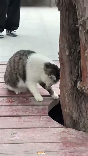 This cat mom is so unreliable it’s funny#cat #funnycat #catlover #funnyvideo