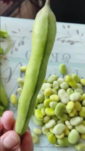 Fava beans recipe Indian style||broad beans||healthy protein source