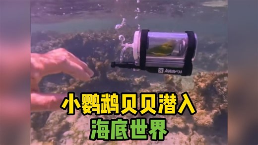鹦鹉贝贝潜水走红网络