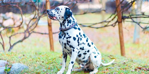 Can You Identify This Spotted Dog?