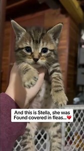 Please help my small shelter ❤️🙏