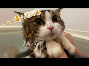 【猫とお風呂】猫と混浴!?お湯につかる猫が可愛い！
