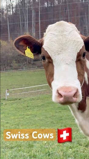 The Happy Life of Swiss Cows 🇨🇭