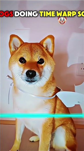 Dogs doing time warp scan V/S Cats