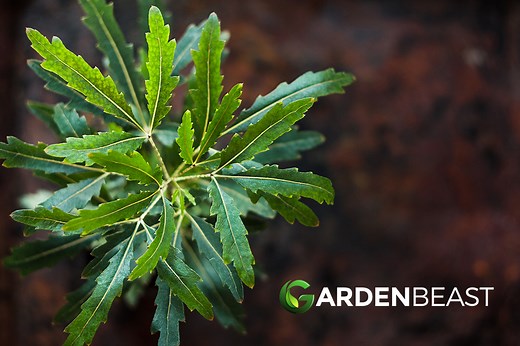 False Aralia Guide: How to Grow & Care for “Schefflera Elegantissima”