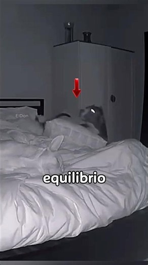 Este perro al querer estirarse se cae de la cama. #perros #animals