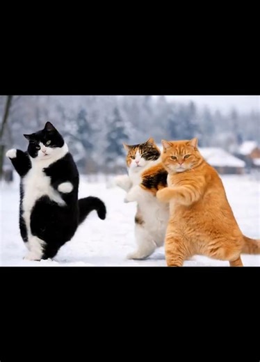 The dance of funny cats, Dancing cat