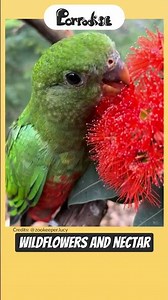 What Do Wild Parrots Actually Eat? 🦜