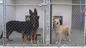 117K views · 1.7K reactions | FREE DOG ADOPTIONS! Our shelter is extremely full, so we are offering free adoptions to save lives. All dog adoption fees will be waived Saturday 4/9 through Wednesday 4/13 to help these dogs find homes and happiness. If you can’t adopt, you can still help by sharing this post! | Front Street Animal Shelter - City of Sacramento | Facebook