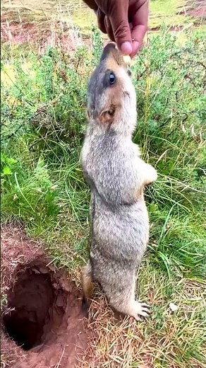 Marmots are adorable and lovely wild animals 53