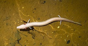 Olm: Blind Cave Amphibian