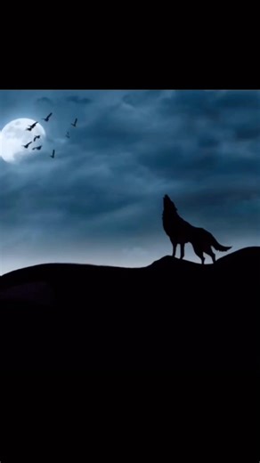 #wolf #wolfhowling #soundeffect wolf howling sound at night