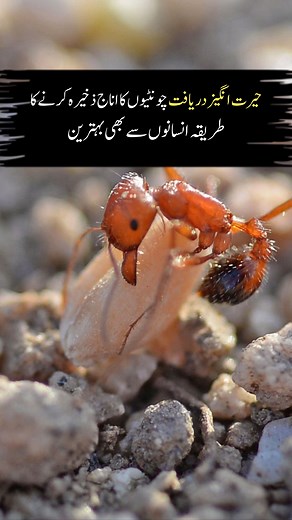 2.5M views · 10K reactions | #urdu #viralinpakistan #viralindia #incredibleindia | Viral in Pakistan Media | Facebook