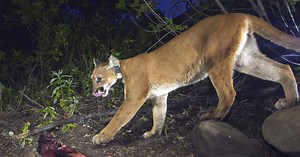 Search over for mountain lion spotted in Lehi; animal put down by authorities