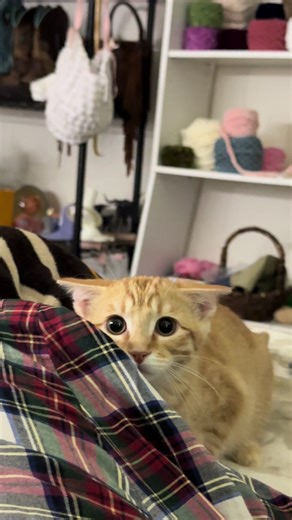 Masho Guty (@historia6719)’s videos with sonido original - Masho Guty