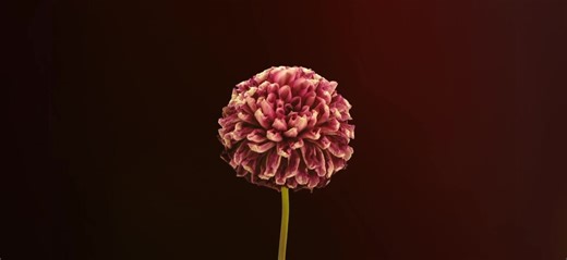 Creative Flower Edits That Inspire