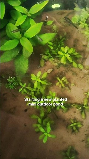 Started a new mini outdoor planted pond setup #aquarium #feeds