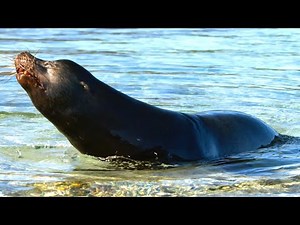 Sea Lions vs Galapagos Sharks Hunting Brawl I Behind the Scenes | Blue Planet II I BBC Earth