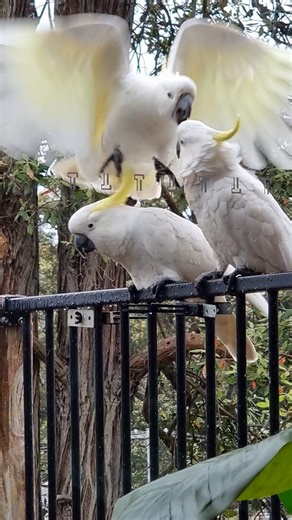 10K views · 213 reactions | Jealous Boyfriend Cockatoo RAGE!!️洛藍 #parrot #cockatoo #australia | Cockatoo Madness | Facebook