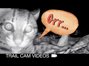 Growling Ocelots Attack my Trail Camera Trap for 20 Minutes!
