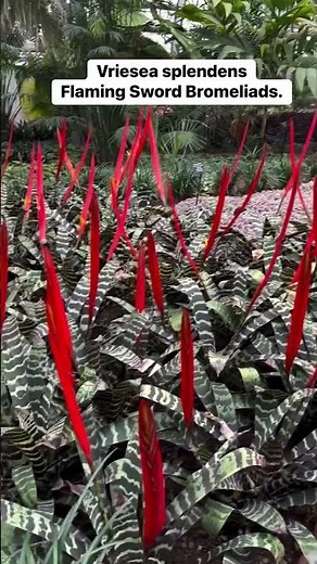 Vriesea splendens | Flaming Sword Bromeliad. #plants #garden #flowers #fyp