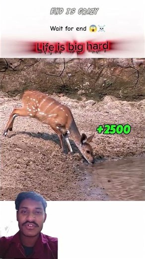 mouse loop very dengerous 😱😱☠️☠️☠️