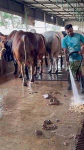 Clean bulls, clean barn hard work that shines every day #cattlefarm #cleaning #farmlife #shortsreels #fypviralシ #viralvideoシ #tendingreels | TAUHIDUR RAHMAN