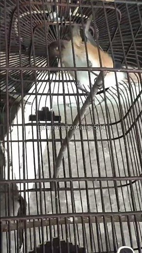 BURUNG CENDET GACOR 🔥 Suara Tembakan Tajam Isian Rapat | #Shorts #Cendet #BurungCendet #CendetGacor
